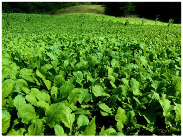 Food Plot Consultation from Michigan Whitetail Food Plots - Image 2