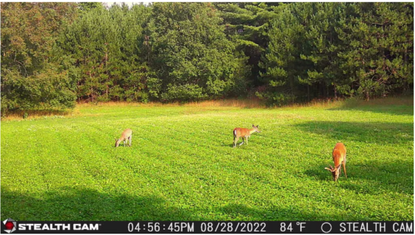 Food Plot Consultation from Michigan Whitetail Food Plots - Image 3