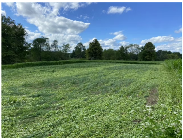 Food Plot Consultation from Michigan Whitetail Food Plots - Image 5