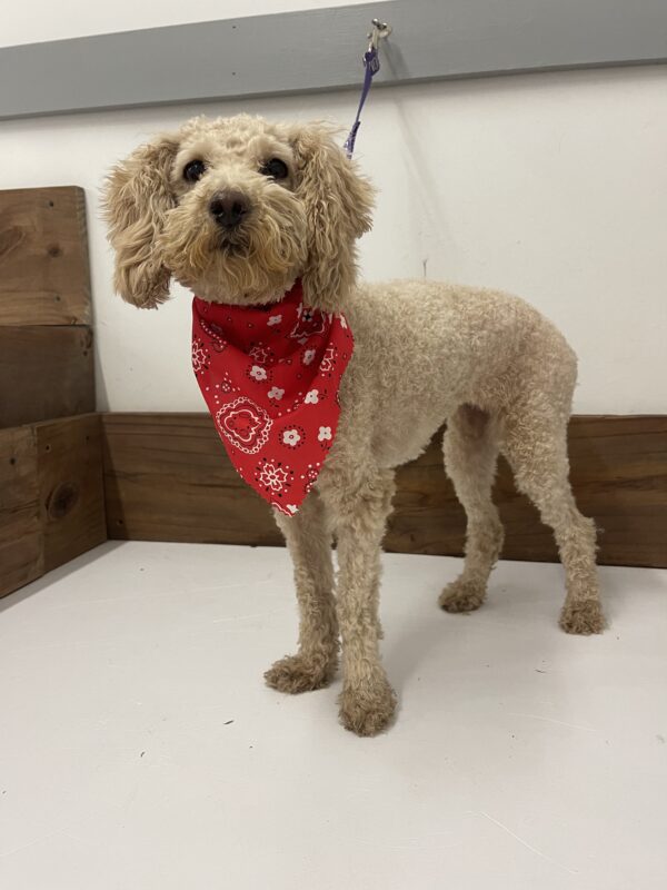 Meg's Pet Grooming - $100 Gift Certificate - Image 2