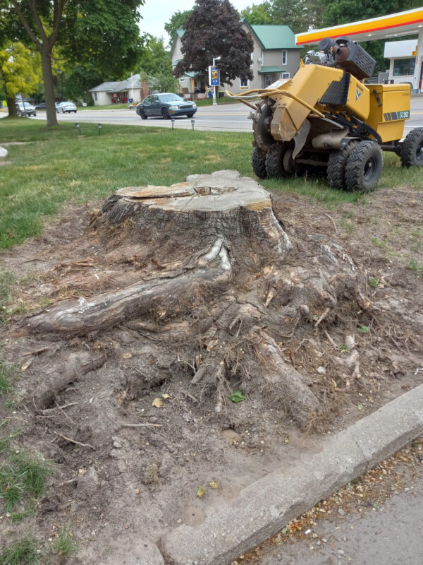 stump grinding